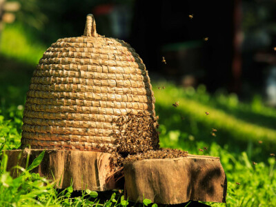 Pčalarstvo Lončarić