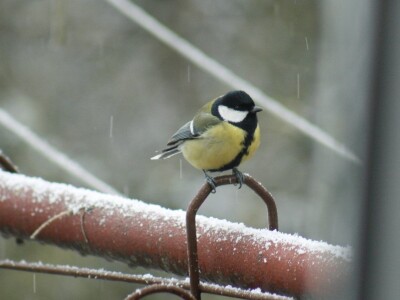 Gnijezdo velike sjenice u poštanskom sandučiću
