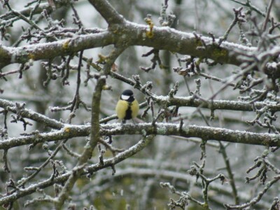 Gnijezdo velike sjenice u poštanskom sandučiću