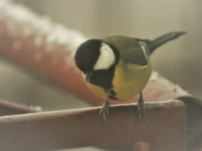 Gnijezdo velike sjenice u poštanskom sandučiću