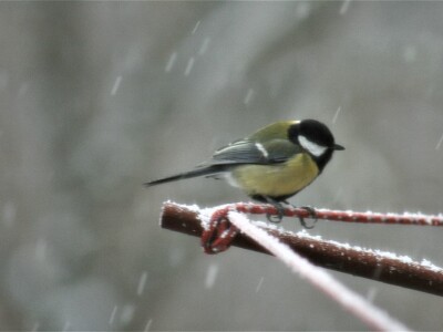 Gnijezdo velike sjenice u poštanskom sandučiću