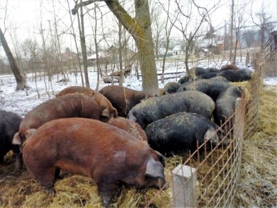 Mi mali svinjogojci i ove smo se sezone suočili s problemom otkupa