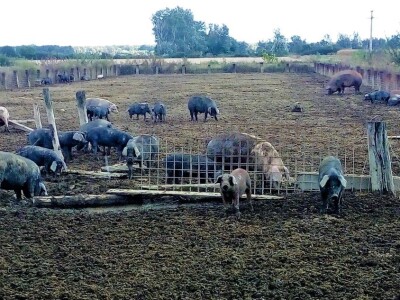 Mi mali svinjogojci i ove smo se sezone suočili s problemom otkupa