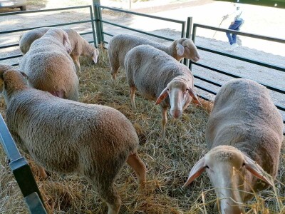 Mića - najteži ovan na Sajmu Mića - najteži ovan na Sajmu