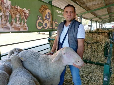 Mića - najteži ovan na Sajmu