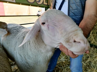 Mića - najteži ovan na Sajmu