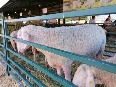 Mića - najteži ovan na Sajmu