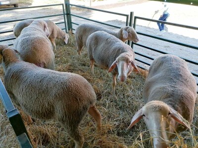 Mića - najteži ovan na Sajmu