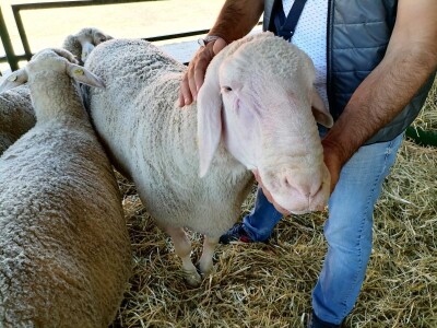 Mića - najteži ovan na Sajmu Mića - najteži ovan na Sajmu