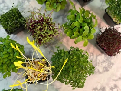 Microjungle Zlarin