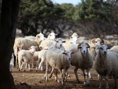 MIH Sirana Kolan MIH Sirana Kolan