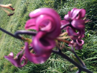 Kranjski ljiljan Kranjski ljiljan