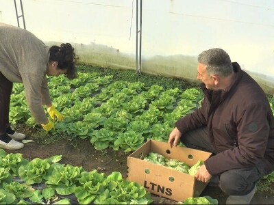 Mijovići proizveli oko 7000 struka zelene salate, foto: M. Lazarević