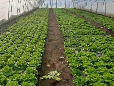 Mijovići proizveli oko 7000 struka zelene salate, foto: M. Lazarević