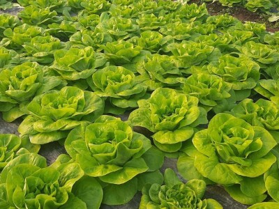 Mijovići proizveli oko 7000 struka zelene salate, foto: M. Lazarević