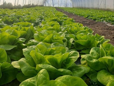 Mijovići proizveli oko 7000 struka zelene salate, foto: M. Lazarević