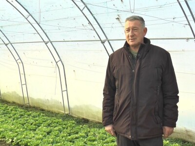 Mijovići proizveli oko 7000 struka zelene salate, foto: M. Lazarević