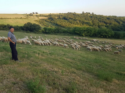 Jerko sa stadom ovaca