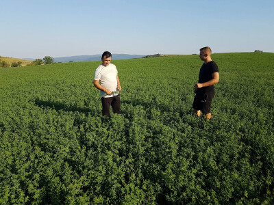 Lucerna odlično izgleda unatoč suši