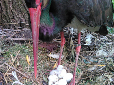 Zoo vrt "Miki" u Kolutu