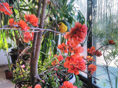 Zoo vrt "Miki" u Kolutu