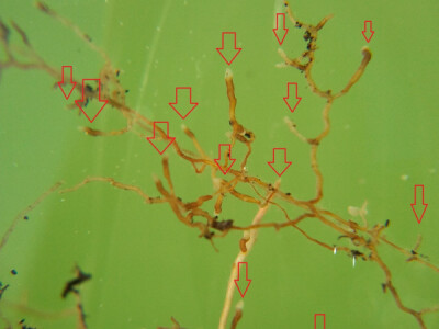 Mikoriza bijelog tartufa na korijenu bijele topole