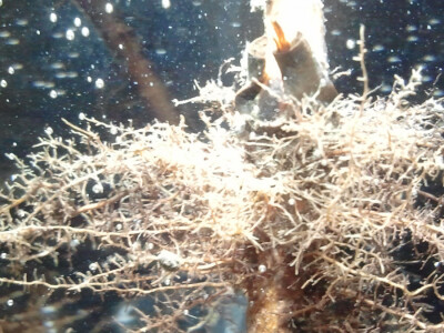 Mikoriza hrasta lužnjaka