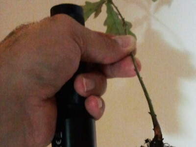 Mikoriza hrasta lužnjaka