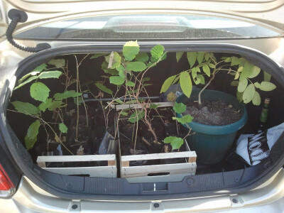 Mikorizirane sadnice