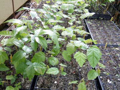 Mikorizirane sadnice