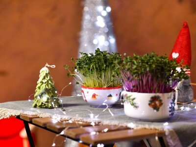 Mikrobilje je izuzetno hranljivo