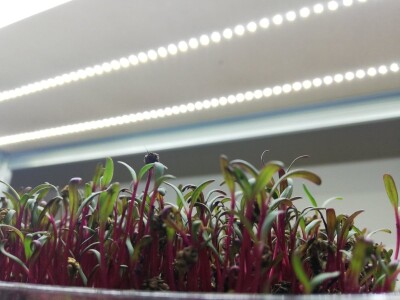 Mikrobilje je izuzetno hranljivo