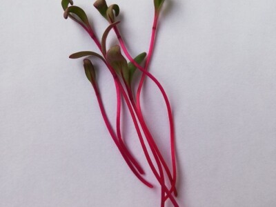 Mikrobilje je izuzetno hranljivo