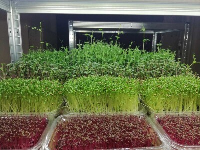 Mikrobilje je izuzetno hranljivo