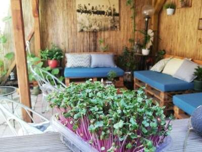 Mikrobilje je izuzetno hranljivo