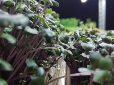 Mikrobilje je izuzetno hranljivo