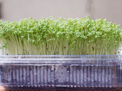 Mikrobilje je izuzetno hranljivo