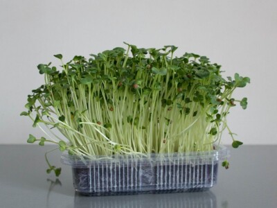 Mikrobilje je izuzetno hranljivo