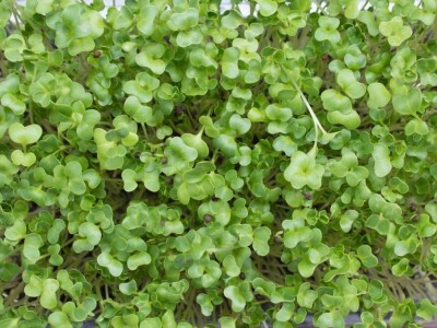 Mikrobilje je izuzetno hranljivo