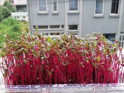 Mikrobilje je izuzetno hranljivo