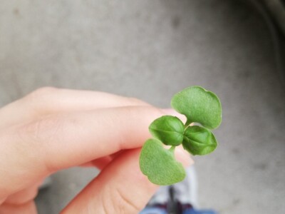 Mikrobilje je izuzetno hranljivo