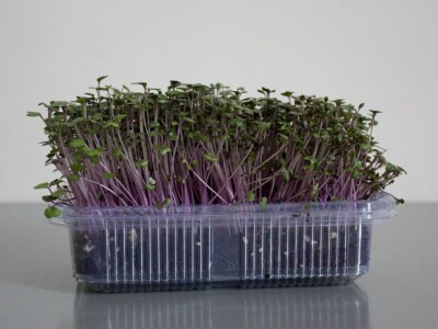 Mikrobilje je izuzetno hranljivo