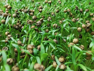 Mikrobilje je izuzetno hranljivo