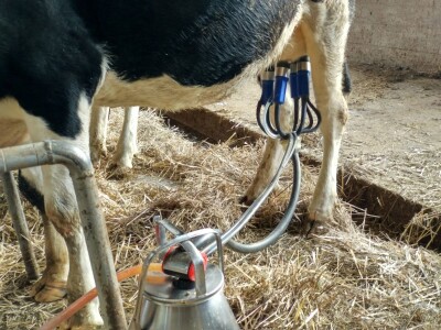 mikrobiološka slika mleka