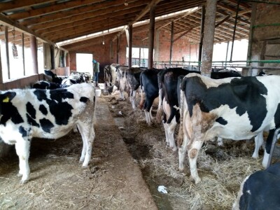 mikrobiološka slika mleka