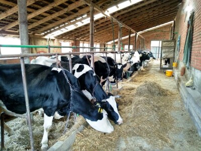 mikrobiološka slika mleka