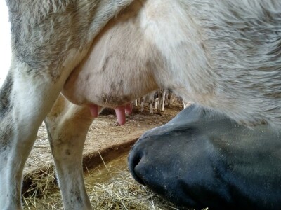 mikrobiološka slika mleka