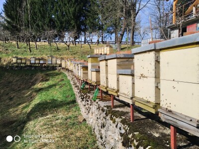 Mikroorganizmi u pčelarstvu