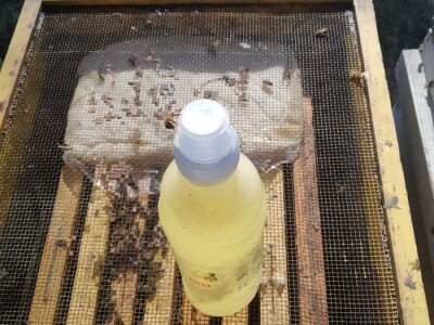 Mikroorganizmi u pčelarstvu