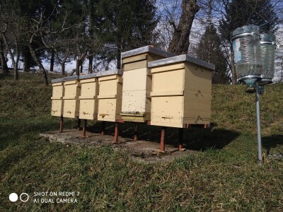 Mikroorganizmi u pčelarstvu